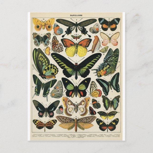 Natural History Butterfly Postcard (Front)