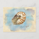 Natural History Nautilus Postcard