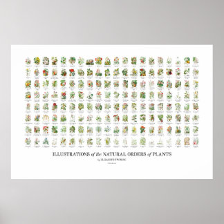 Natural Orders of Plants - All Illustrations Poster