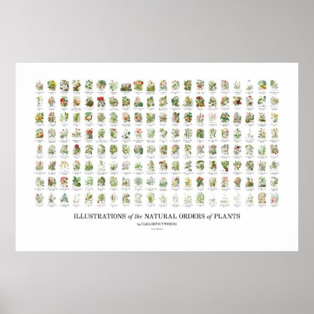 Natural Orders Of Plants - All Illustrations Poster