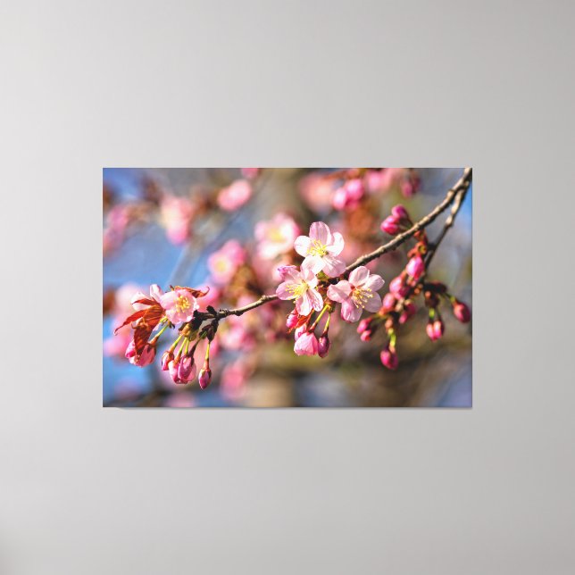Natural Painting Of Sakura Flowers On A Windy Day Canvas Print (Front)