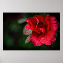 Natural Red Flower nature Photograph poster