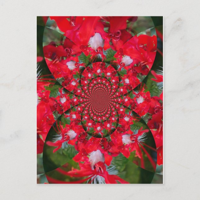 Natural Red Flower White Feather Kaleidoscope Art Postcard (Front)