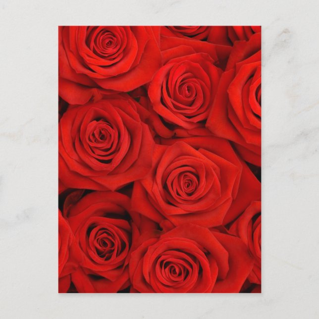 Natural red roses background postcard (Front)