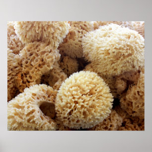 Natural Sponges Poster