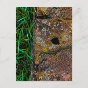Natural Texture Near Milledgeville Georgia Postcard