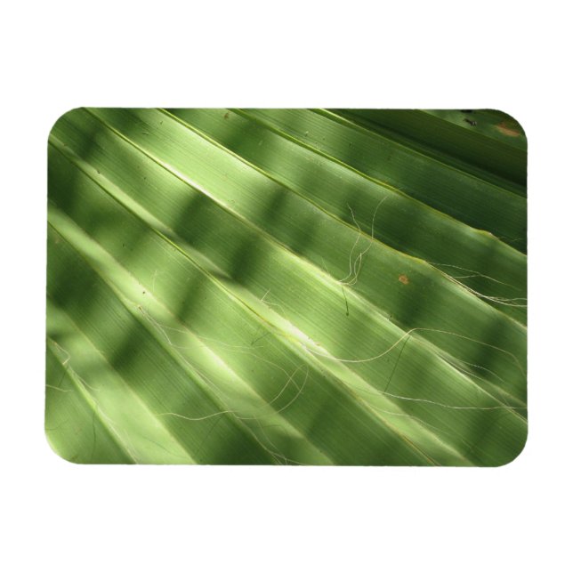 Naturally Cool Surfaces_Fluted Frond Magnet (Horizontal)