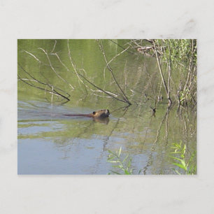 Nature 2 postcard