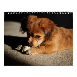 Nature and Animals Calendar