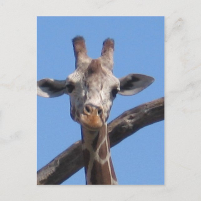 Nature animals rocks postcard (Front)