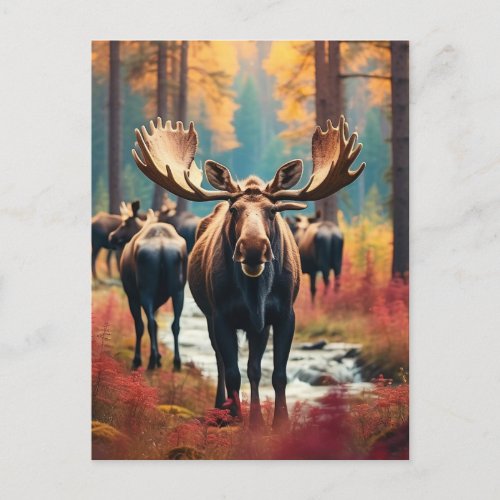  Nature AP49 MOOSE Forest  PINES STREAM Postcard