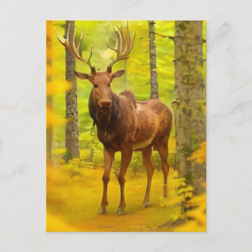  Nature AP49 MOOSE Woods Forest Fall Yellow Postcard