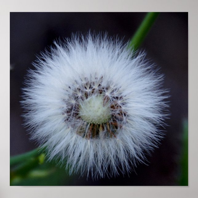 Nature's sun poster (Front)