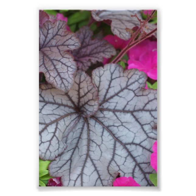 Nature Art Photo Print (Front)