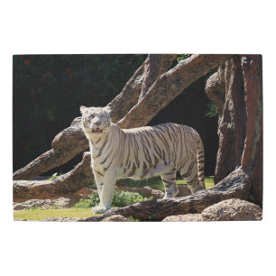 Nature Bengal White Tiger Photography Metal Print
