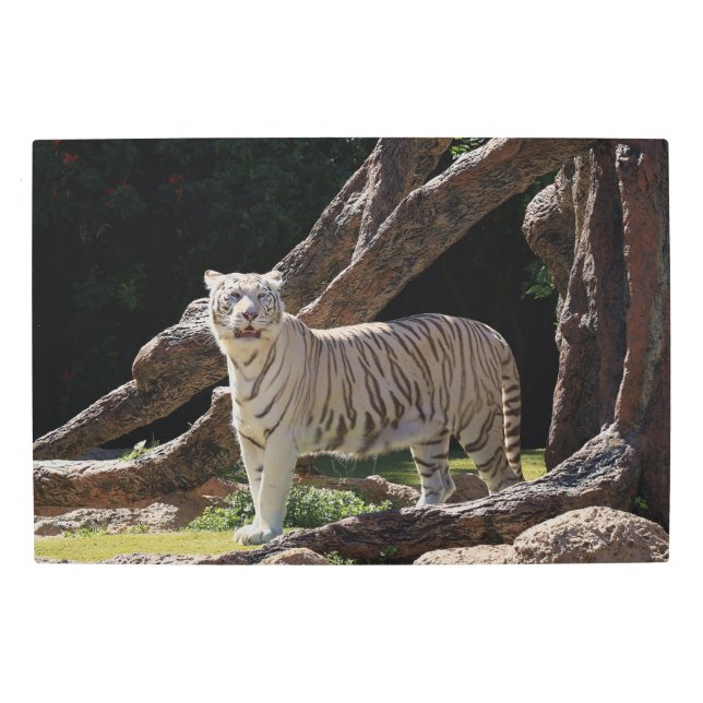 Nature Bengal White Tiger Photography Metal Print (Front)