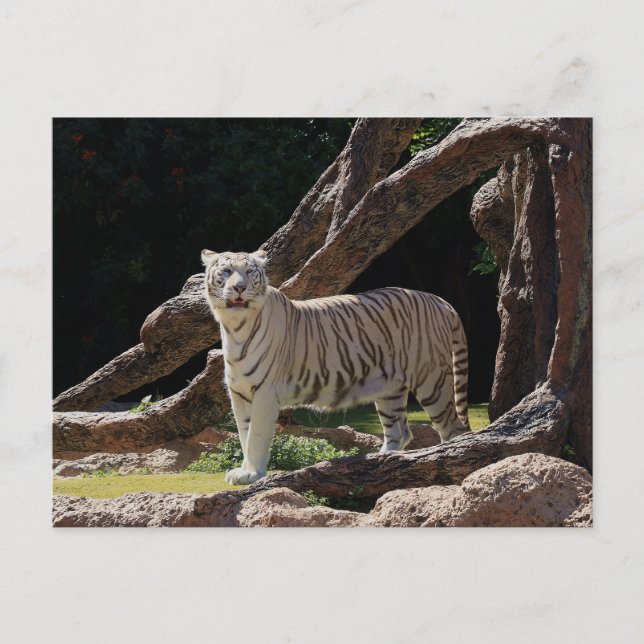 Nature Bengal White Tiger Photography Postcard (Front)