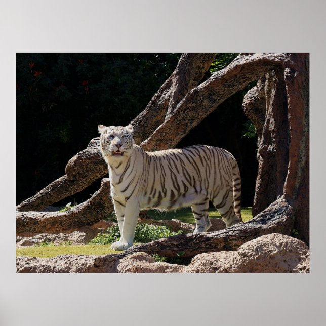 Nature Bengal White Tiger Photography Poster (Front)