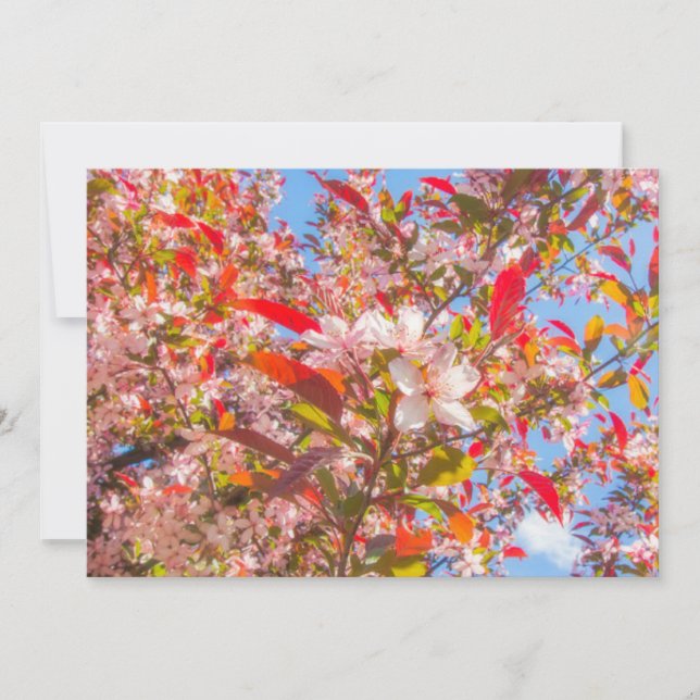  Nature blooms flowers light bloom sun  Invitation (Front)