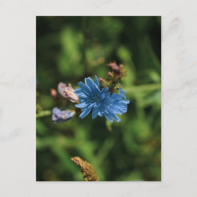 Nature Blue Corn Flower Belarus Symbol Postcard (Front)