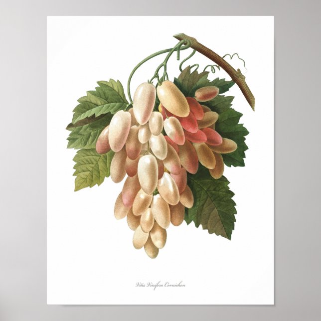 Nature,botanical print,artposter of Vitis Vinifera Poster (Front)