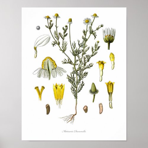 Naturebotanical printflower art of Chamomile Poster