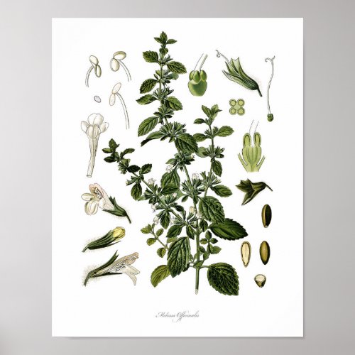 Naturebotanical printflower art of Lemon Balm Poster