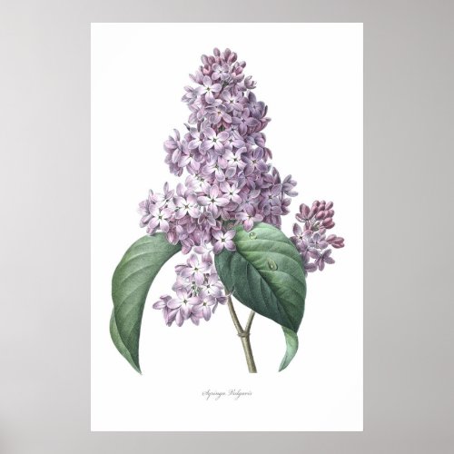 Naturebotanical printflower art of  Lilac Poster