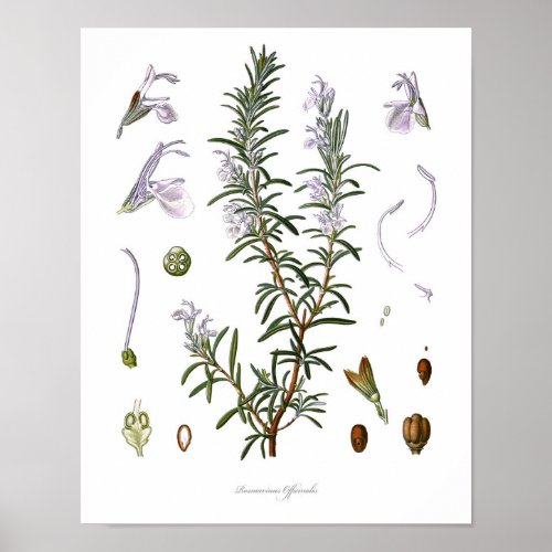 Naturebotanical printflower art of Rosemary Poster