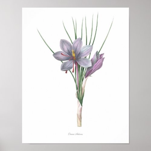 Naturebotanical printflower art of Saffron Poster