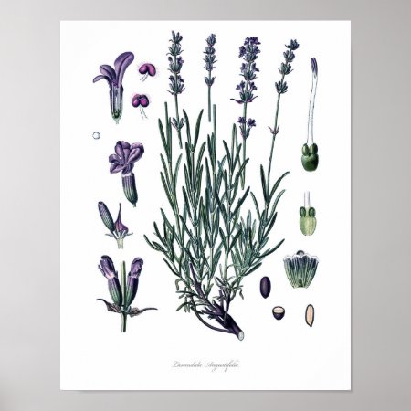 Nature,botanical Print,flower Art Of True Lavender Poster