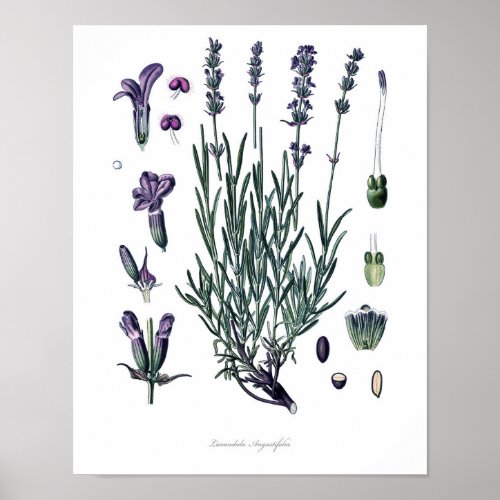 Naturebotanical printflower art of True Lavender Poster