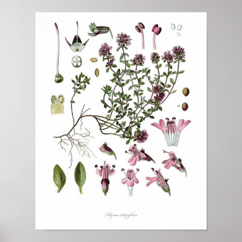 Naturebotanical printflower art of Wild Thyme Poster