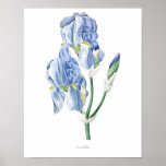 Nature,botanical Print,flower Art Poster Of Iris at Zazzle