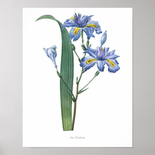 Naturebotanical printflower art poster of Iris