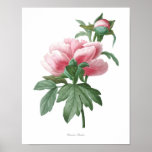 Nature,botanical Print,flower Art Poster Of Peony at Zazzle