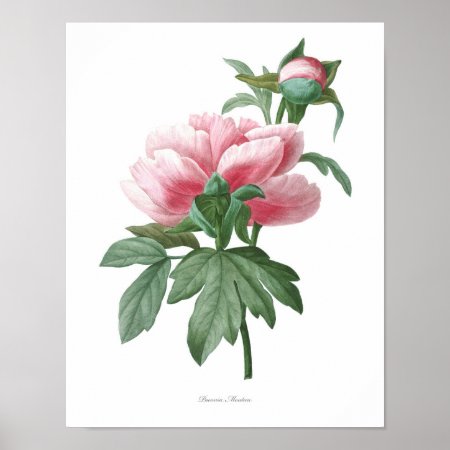 Nature,botanical Print,flower Art Poster Of Peony