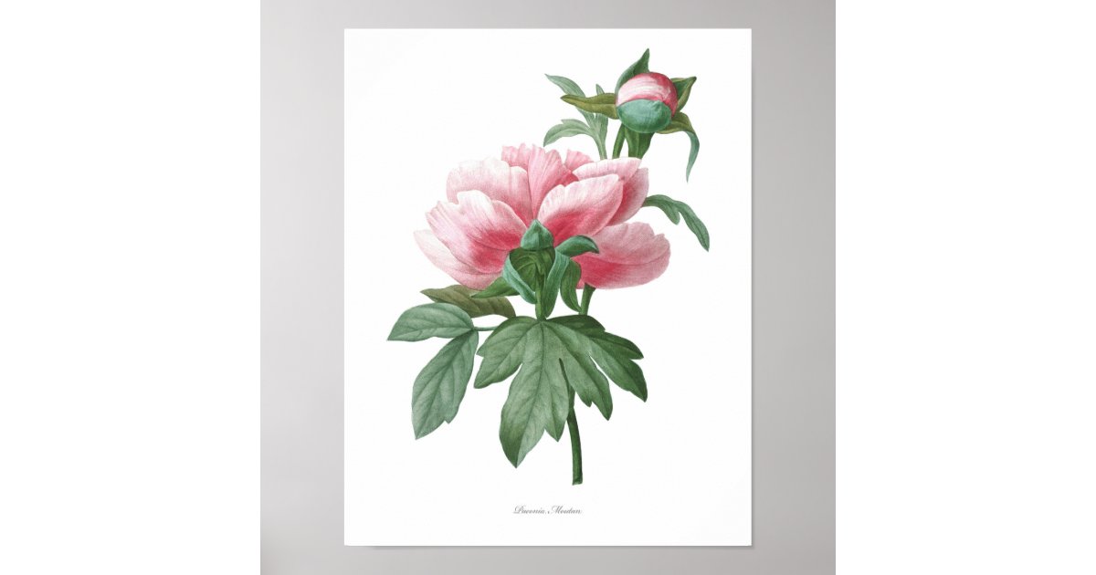 Loose Flowers- Bucket — Clementine Botanical Art