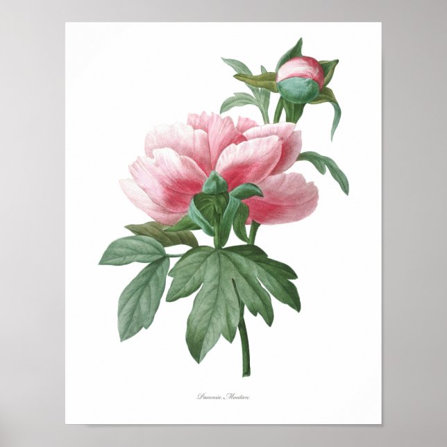 Nature,botanical print,flower art poster of Peony (Front)