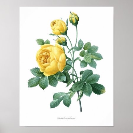 Nature, Botanical Print, Flower Art Poster Of Rose