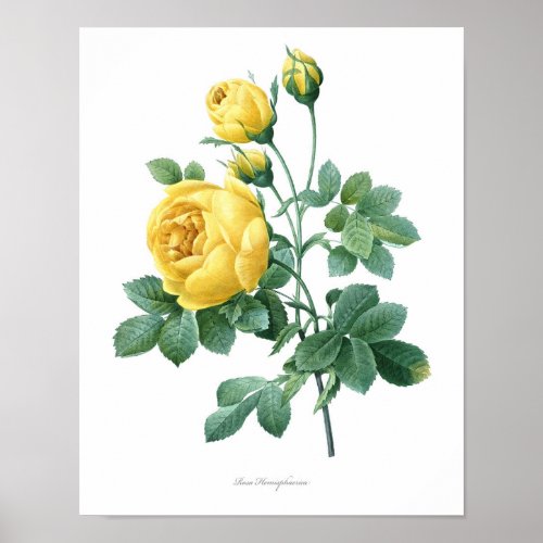Nature botanical print flower art poster of Rose