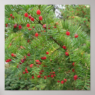 nature, branch, plant, natural, season, red, berry poster