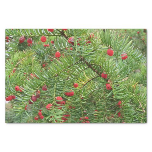nature branch plant natural season red berry tissue paper