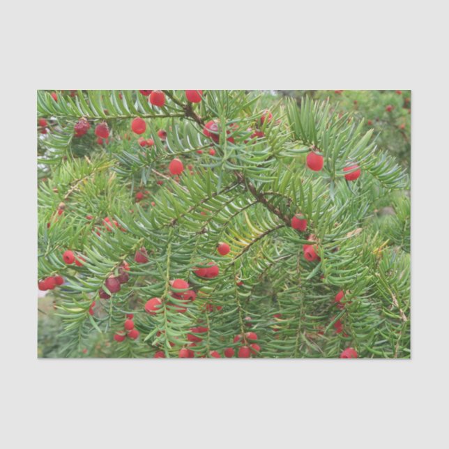 nature, branch, plant, natural, season, red, berry tissue paper (Front)