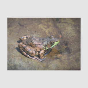 Nature Brown Green Frog On Rocks In Water Tissue Paper