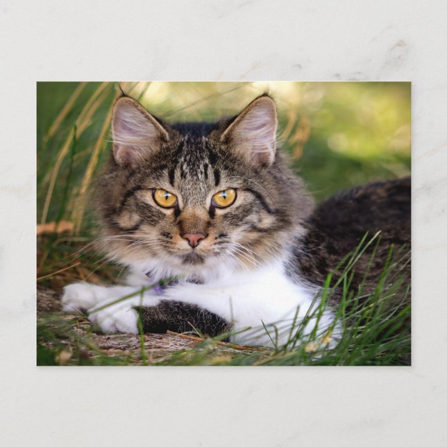 nature cat postcard (Front)