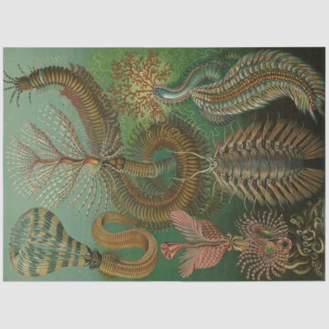 Nature Chaetpoda Ernst Haeckel  Decoupage Tissue Paper (Front)