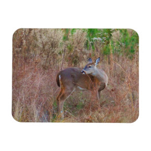 Nature Deer Doe wildlife Photo Lake Arrowhead Ga. Magnet