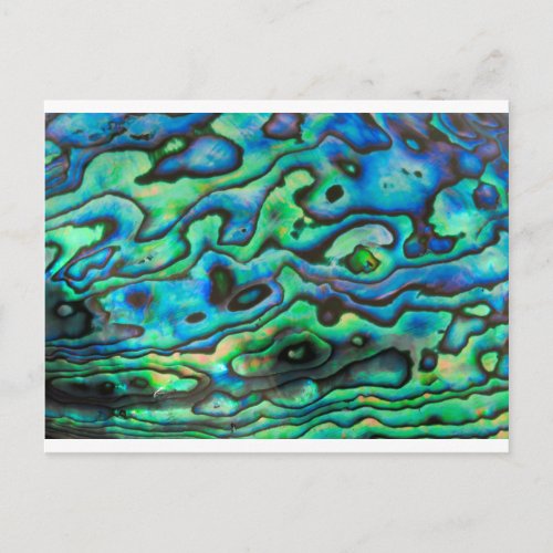 Nature design paua abalone shell postcard