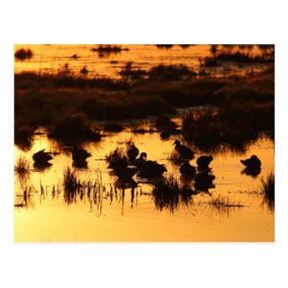 Nature - Ducks at Dawn Postcard